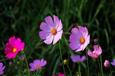 格桑花花語|格桑花（格桑花的花语）